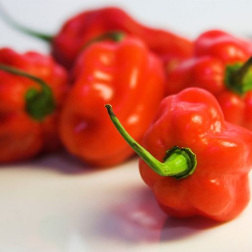 Imagem de JINDUNGO CAHOMBO NACIONAL