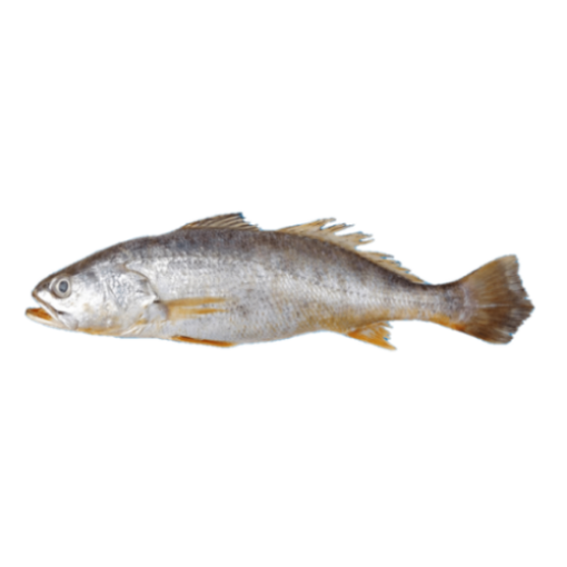Imagem de PESCADA INTEIRA