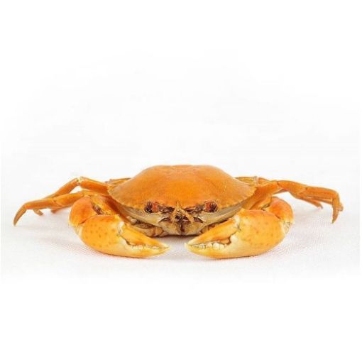 Imagem de CARANGUEJO MEDIO PICANTE 